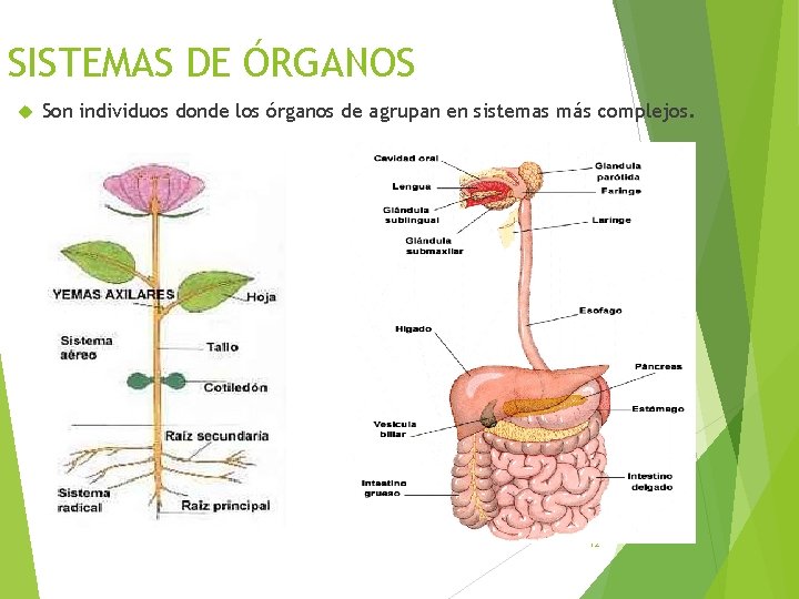 SISTEMAS DE ÓRGANOS Son individuos donde los órganos de agrupan en sistemas más complejos.