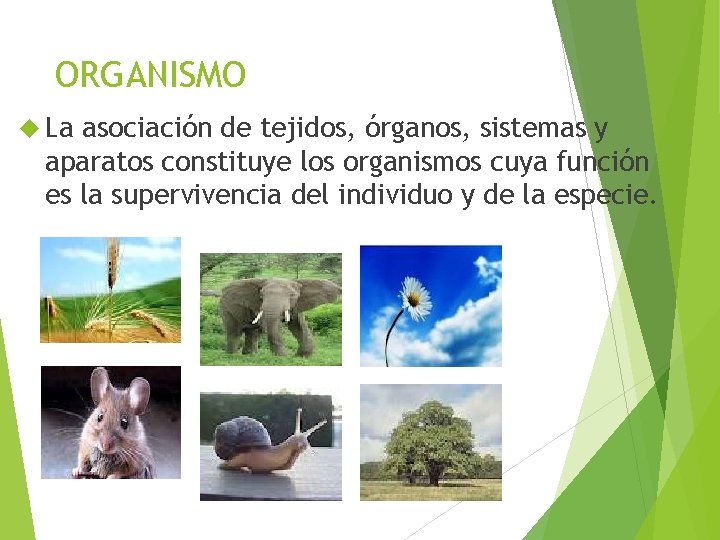 ORGANISMO La asociación de tejidos, órganos, sistemas y aparatos constituye los organismos cuya función