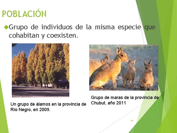 POBLACIÓN Grupo de individuos de la misma especie que cohabitan y coexisten. Un grupo