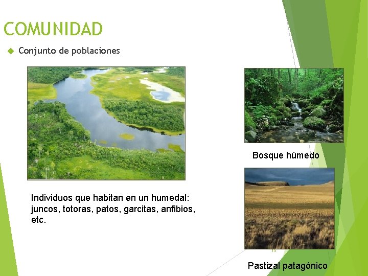 COMUNIDAD Conjunto de poblaciones Bosque húmedo Individuos que habitan en un humedal: juncos, totoras,