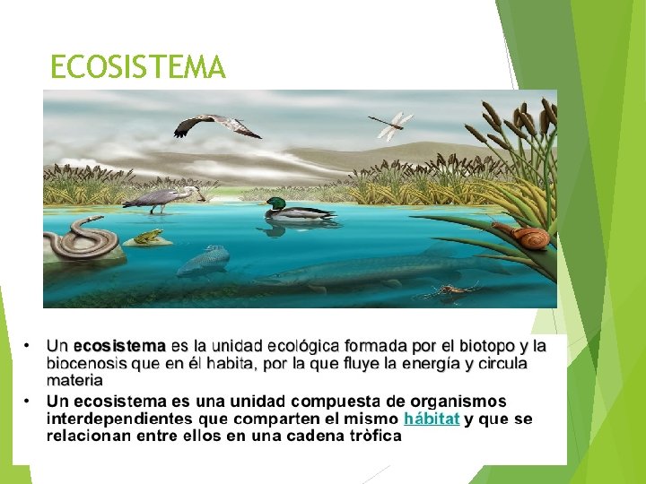 ECOSISTEMA 
