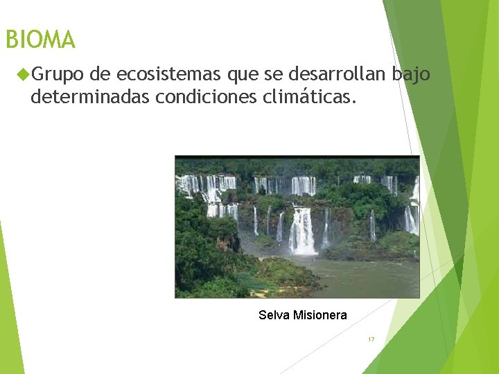 BIOMA Grupo de ecosistemas que se desarrollan bajo determinadas condiciones climáticas. Selva Misionera 17