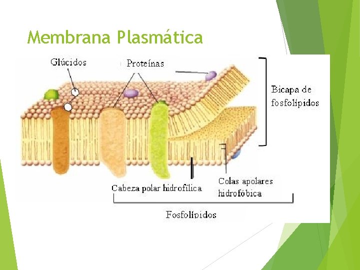 Membrana Plasmática 