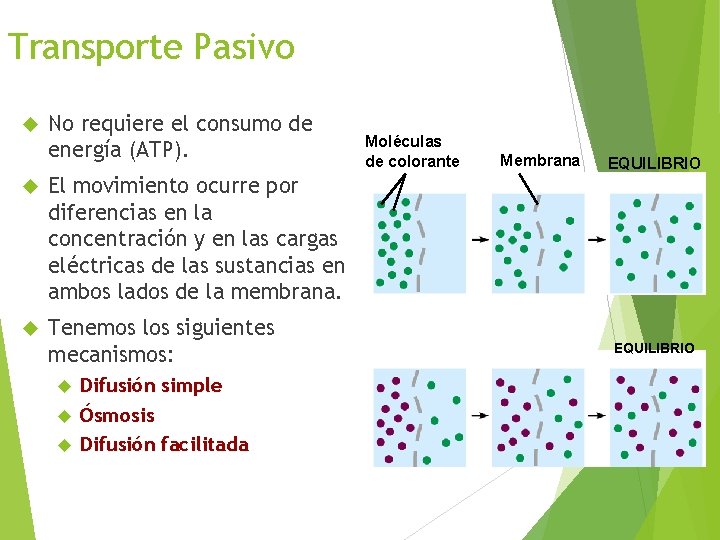 Transporte Pasivo No requiere el consumo de energía (ATP). El movimiento ocurre por diferencias
