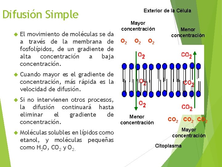 Difusión Simple El movimiento de moléculas se da a través de la membrana de