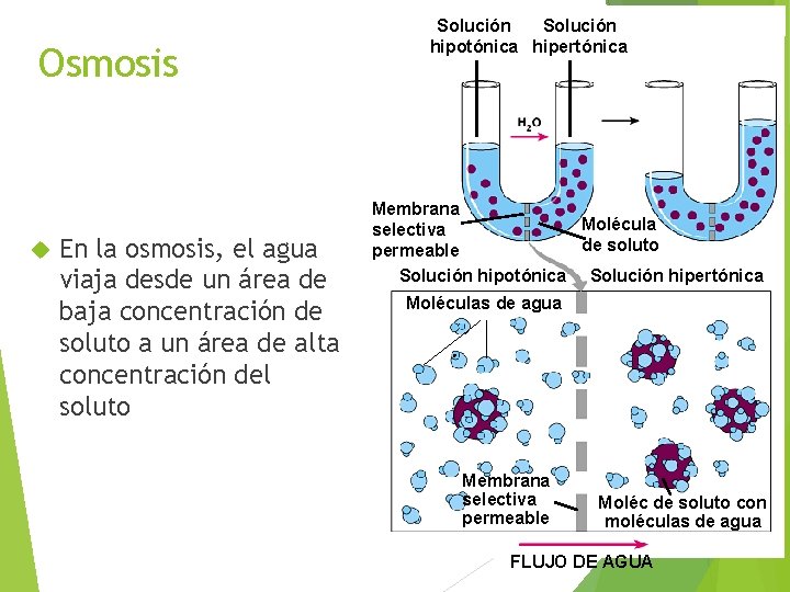 Osmosis En la osmosis, el agua viaja desde un área de baja concentración de