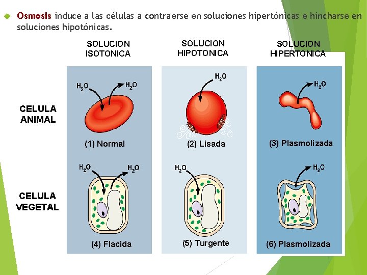  Osmosis induce a las células a contraerse en soluciones hipertónicas e hincharse en