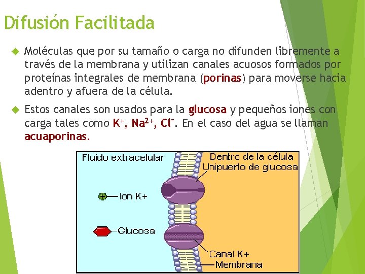 Difusión Facilitada Moléculas que por su tamaño o carga no difunden libremente a través