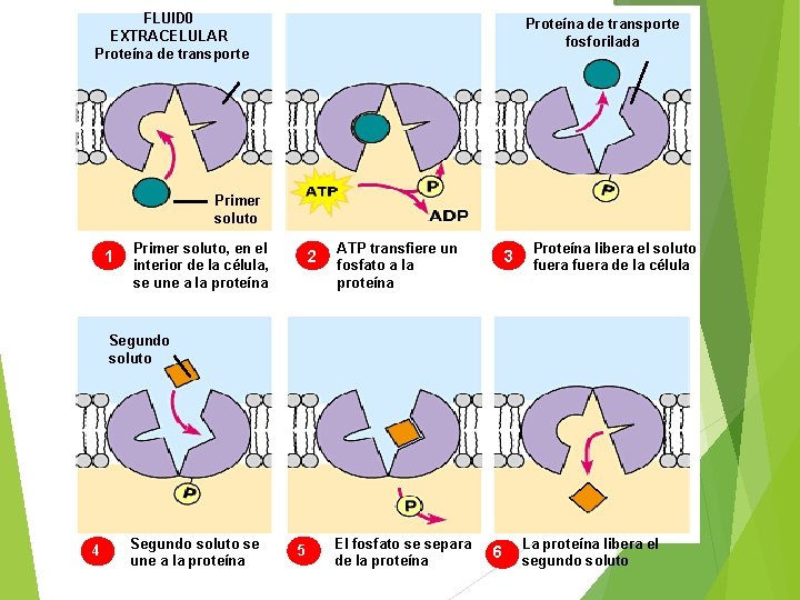 FLUID 0 EXTRACELULAR Proteína de transporte fosforilada Primer soluto 1 Primer soluto, en el