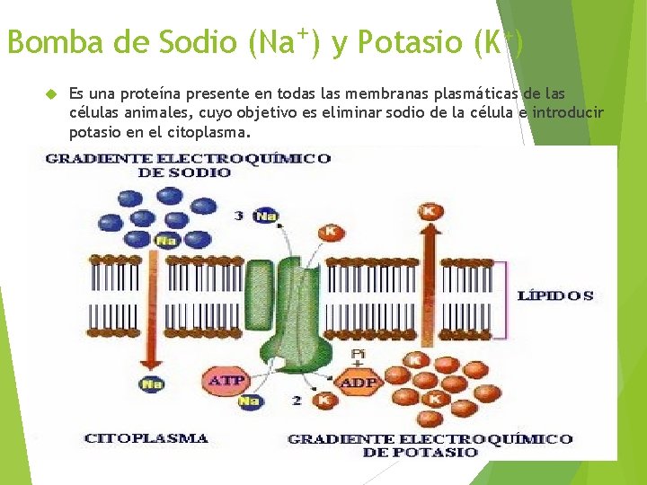 Bomba de Sodio (Na+) y Potasio (K+) Es una proteína presente en todas las