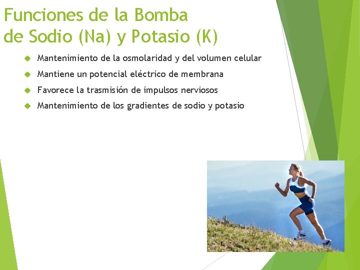 Funciones de la Bomba de Sodio (Na) y Potasio (K) Mantenimiento de la osmolaridad
