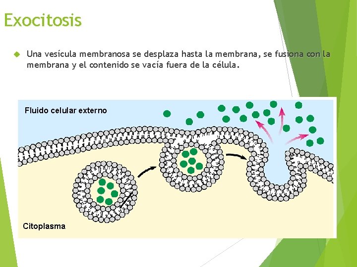 Exocitosis Una vesícula membranosa se desplaza hasta la membrana, se fusiona con la membrana