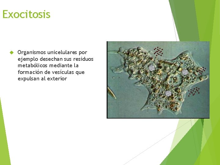 Exocitosis Organismos unicelulares por ejemplo desechan sus residuos metabólicos mediante la formación de vesículas
