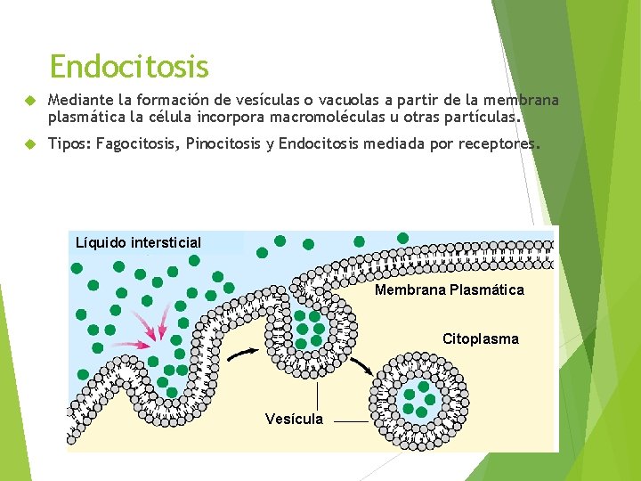 Endocitosis Mediante la formación de vesículas o vacuolas a partir de la membrana plasmática