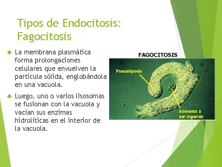Tipos de Endocitosis: Fagocitosis La membrana plasmática forma prolongaciones celulares que envuelven la partícula