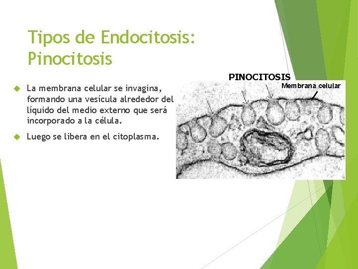 Tipos de Endocitosis: Pinocitosis PINOCITOSIS La membrana celular se invagina, formando una vesícula alrededor