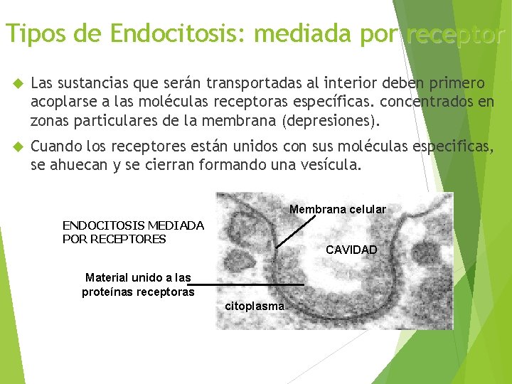 Tipos de Endocitosis: mediada por receptor Las sustancias que serán transportadas al interior deben