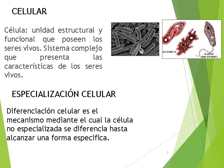 CELULAR Célula: unidad estructural y funcional que poseen los seres vivos. Sistema complejo que