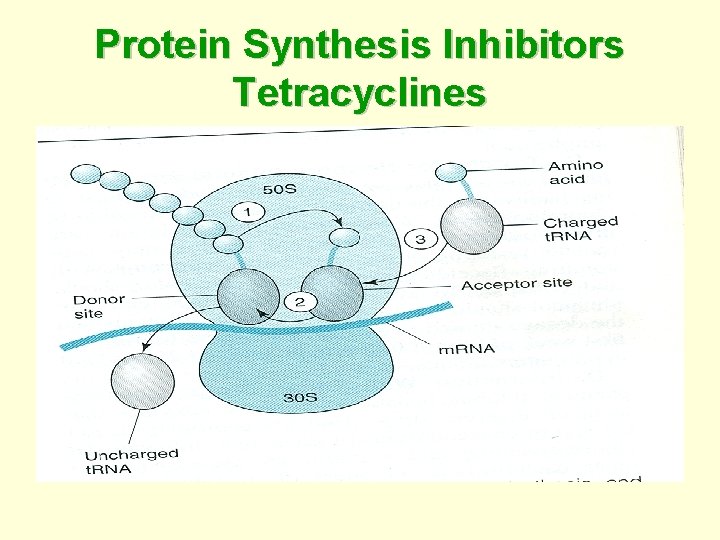 Protein Synthesis Inhibitors Tetracyclines 