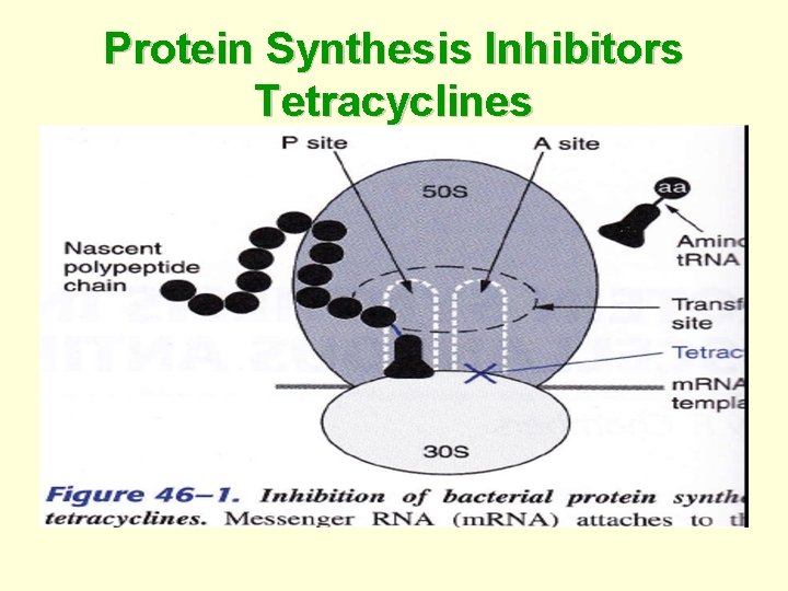 Protein Synthesis Inhibitors Tetracyclines 