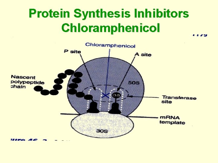 Protein Synthesis Inhibitors Chloramphenicol 