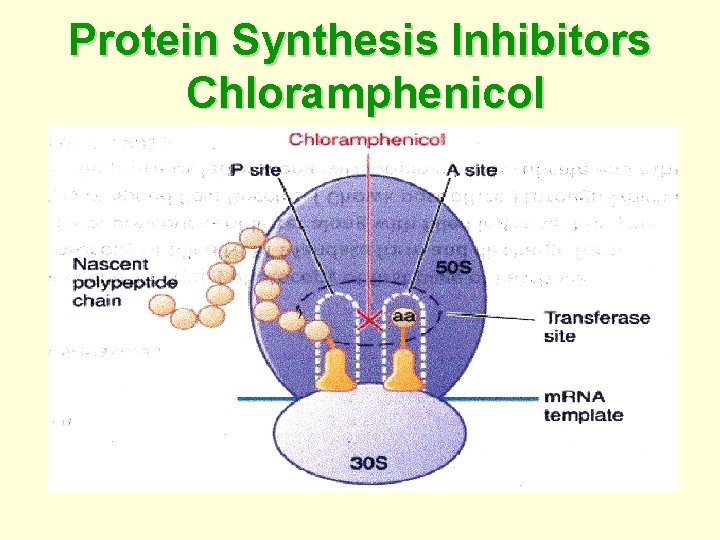 Protein Synthesis Inhibitors Chloramphenicol 