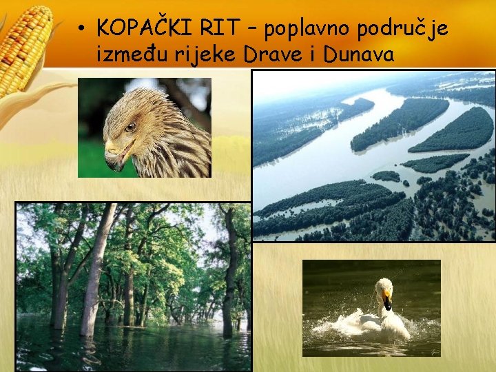  • KOPAČKI RIT – poplavno područje između rijeke Drave i Dunava 