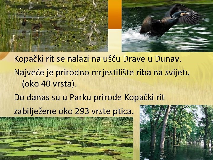 Kopački rit se nalazi na ušću Drave u Dunav. Najveće je prirodno mrjestilište riba