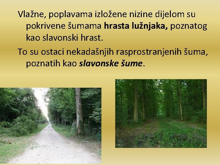 Vlažne, poplavama izložene nizine dijelom su pokrivene šumama hrasta lužnjaka, poznatog kao slavonski hrast.