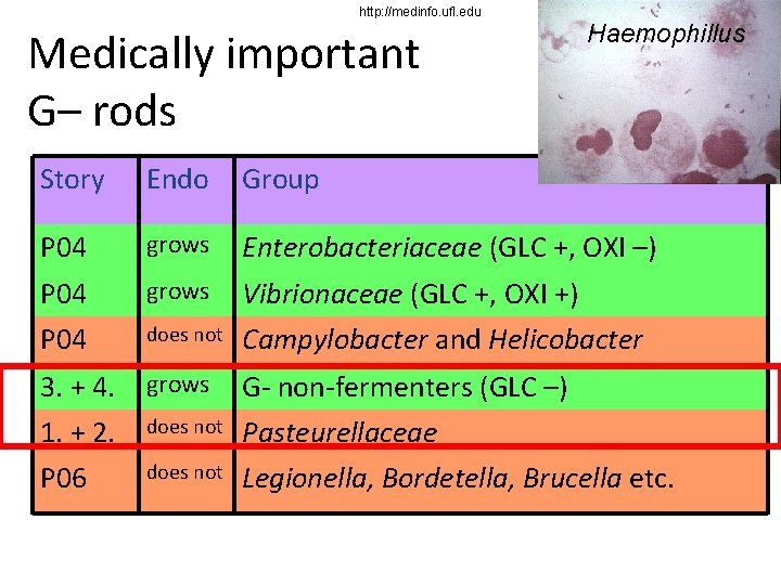 http: //medinfo. ufl. edu Medically important G– rods Haemophillus Story Endo Group P 04