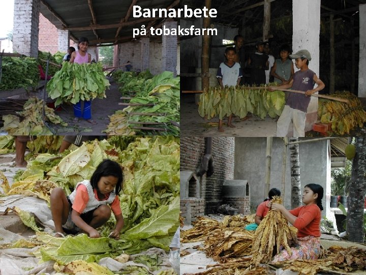 Barnarbete på tobaksfarm Barnarbete - på tobaksfarm 