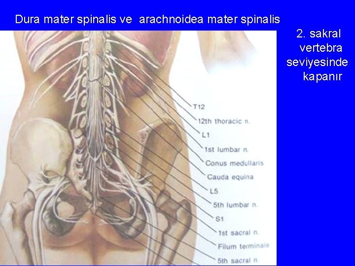 Dura mater spinalis ve arachnoidea mater spinalis 2. sakral vertebra seviyesinde kapanır 