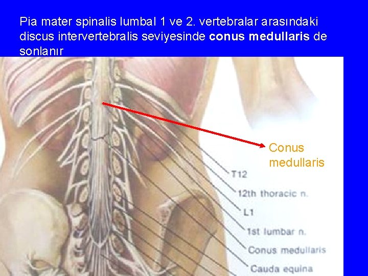 Pia mater spinalis lumbal 1 ve 2. vertebralar arasındaki discus intervertebralis seviyesinde conus medullaris