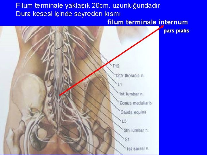 Filum terminale yaklaşık 20 cm. uzunluğundadır Dura kesesi içinde seyreden kısmı filum terminale internum