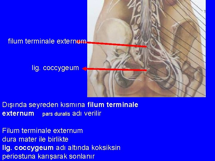 filum terminale externum lig. coccygeum Dışında seyreden kısmına filum terminale externum pars duralis adı