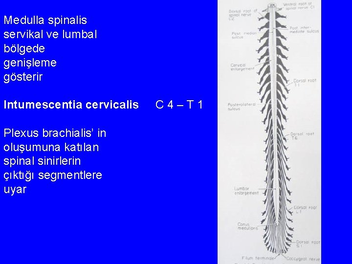 Medulla spinalis servikal ve lumbal bölgede genişleme gösterir Intumescentia cervicalis Plexus brachialis’ in oluşumuna