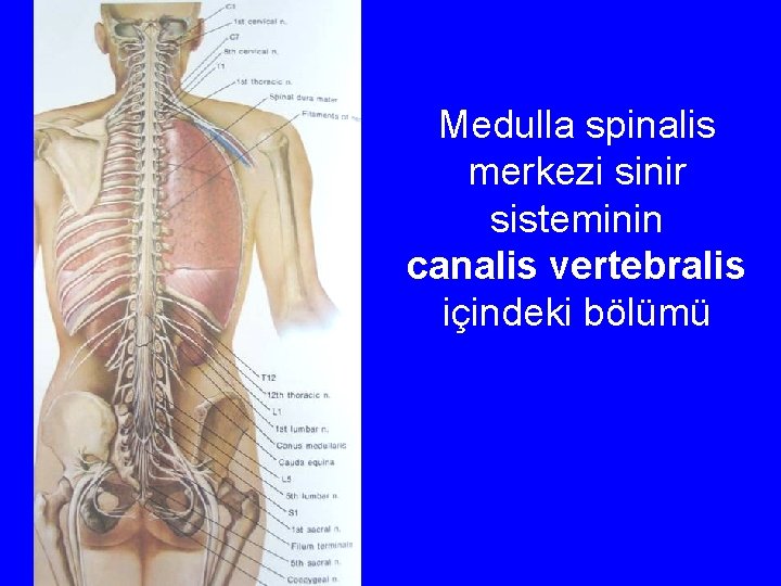 Medulla spinalis merkezi sinir sisteminin canalis vertebralis içindeki bölümü 