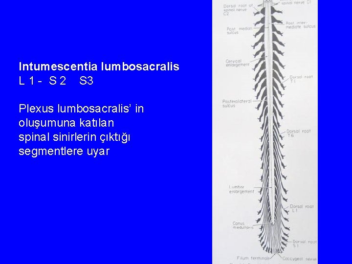 Intumescentia lumbosacralis L 1 - S 2 S 3 Plexus lumbosacralis’ in oluşumuna katılan