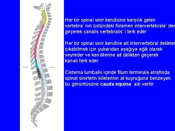 Her bir spinal sinir kendisine karşılık gelen vertebra’ nın üstündeki foramen intervertebrale’ den geçerek
