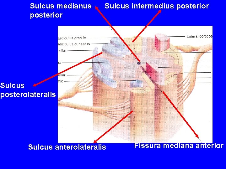 Sulcus medianus posterior Sulcus intermedius posterior Sulcus posterolateralis Sulcus anterolateralis Fissura mediana anterior 