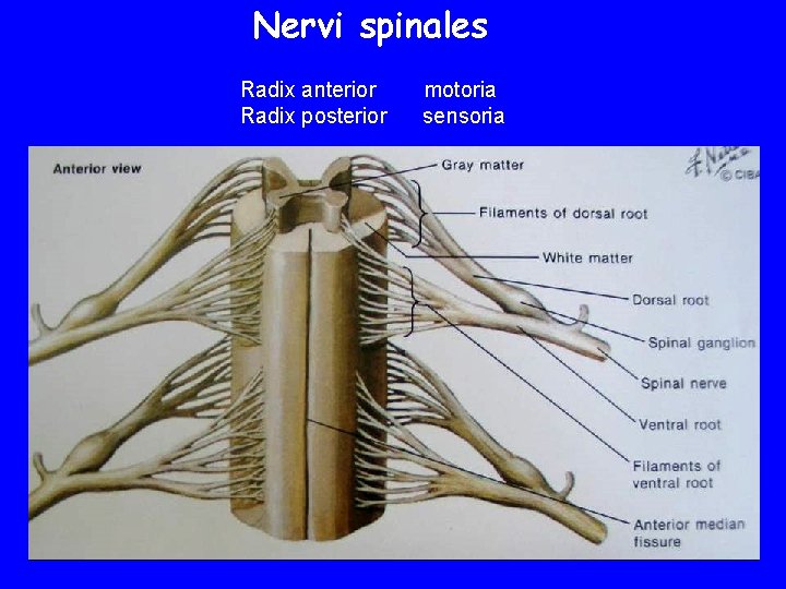 Nervi spinales Radix anterior Radix posterior motoria sensoria 