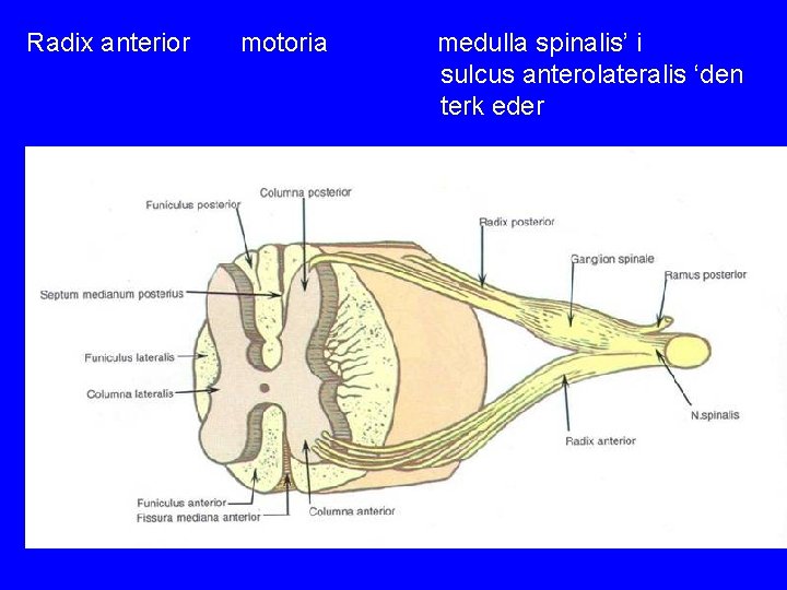 Radix anterior motoria medulla spinalis’ i sulcus anterolateralis ‘den terk eder 