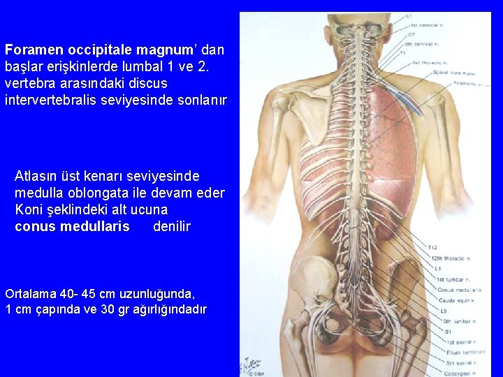 Foramen occipitale magnum’ dan başlar erişkinlerde lumbal 1 ve 2. vertebra arasındaki discus intervertebralis