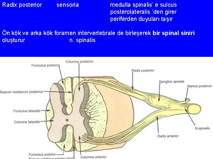 Radix posterior sensoria medulla spinalis’ e sulcus posterolateralis ‘den girer periferden duyuları taşır Ön