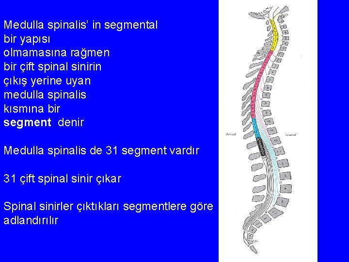 Medulla spinalis’ in segmental bir yapısı olmamasına rağmen bir çift spinal sinirin çıkış yerine