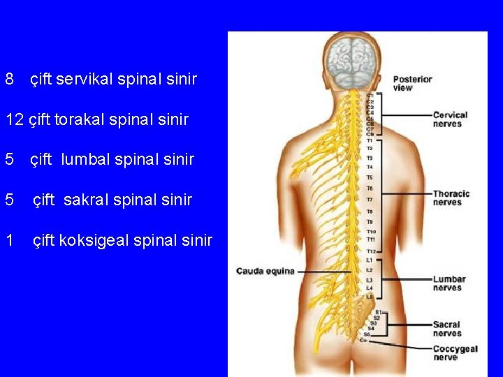 8 çift servikal spinal sinir 12 çift torakal spinal sinir 5 çift lumbal spinal