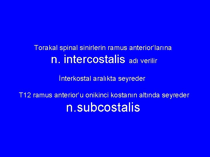 Torakal spinal sinirlerin ramus anterior’larına n. intercostalis adı verilir İnterkostal aralıkta seyreder T 12