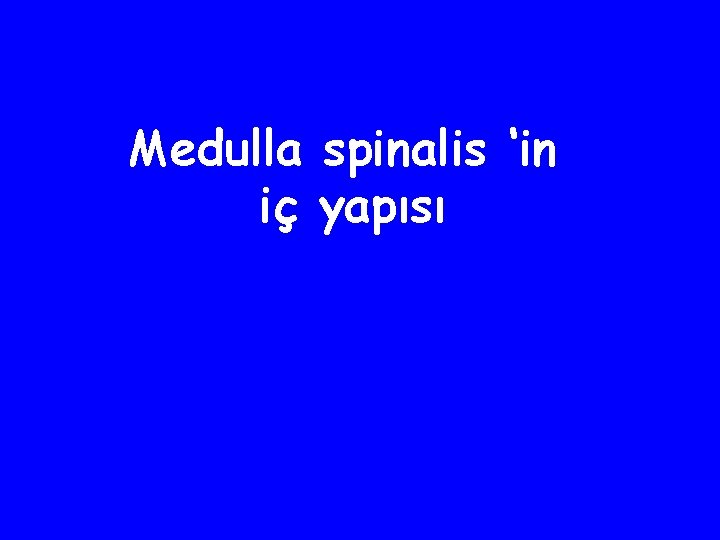 Medulla spinalis ‘in iç yapısı 