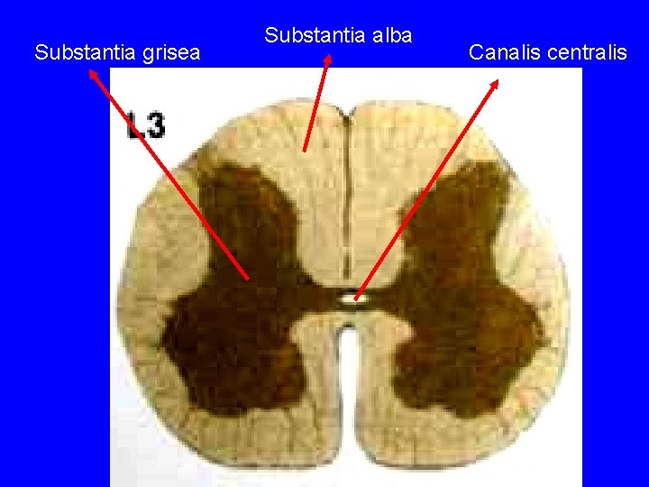 Substantia grisea Substantia alba Canalis centralis 