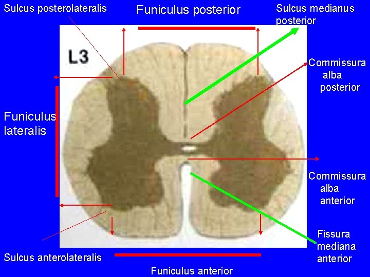 Sulcus posterolateralis Funiculus posterior Sulcus medianus posterior Commissura alba posterior Funiculus lateralis Commissura alba